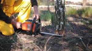 Professional Tree Care Services in Seneca, SC