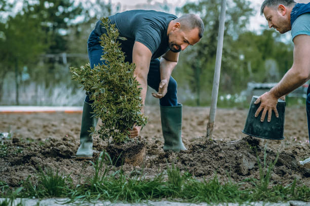 How Our Tree Care Process Works  in  Seneca, SC